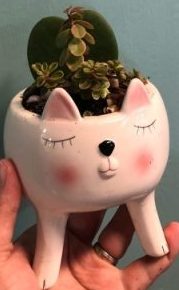 Ceramic Cat with plants